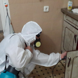 Дезинфекция от муравьев в квартире Коченёво